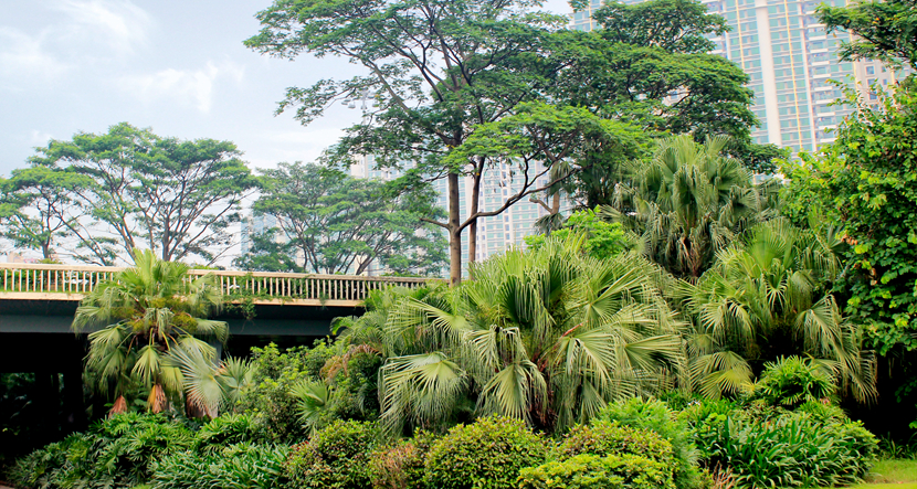 深圳·福田滨河路绿化景观改造工程