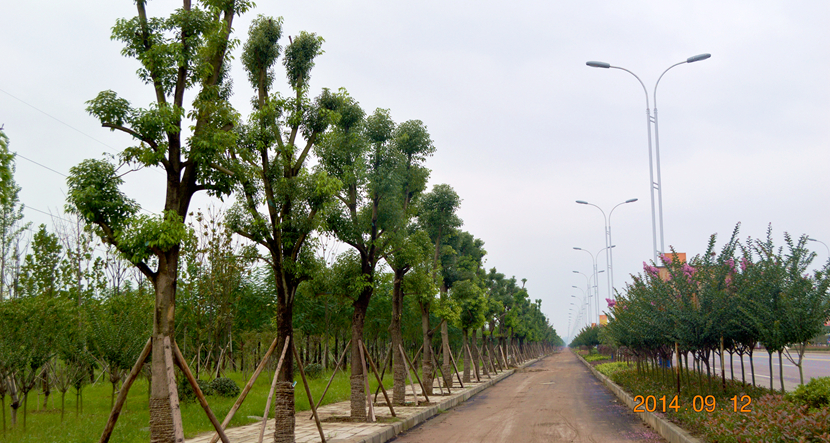 湖北·316 国道老河口市城区梨花大道景观项目