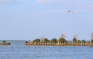 云南·南滇池国家湿地公园的图片